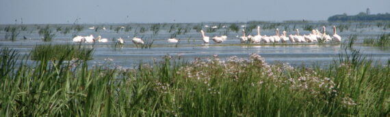 Danube Delta- The paradise of  birds