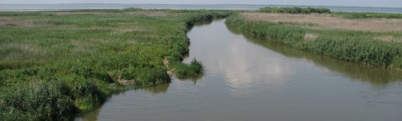 Danube Delta- The paradise of  birds
